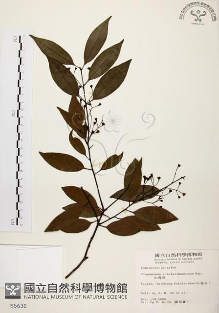 山肉桂、台灣肉桂藏品圖，第1張