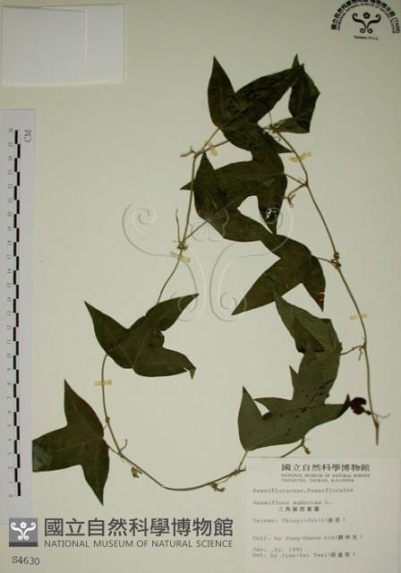 三角葉西番蓮藏品圖，第1張