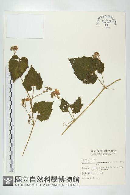 青牛膽藏品圖，第1張