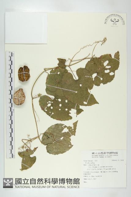 登錄號:S127630藏品圖，第1張