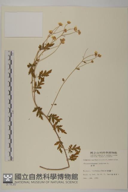 油菊藏品圖，第1張