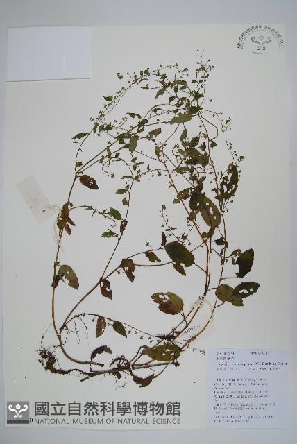 毛脈附地菜藏品圖，第1張