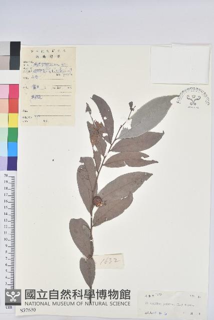 紅毛饅頭果藏品圖，第1張