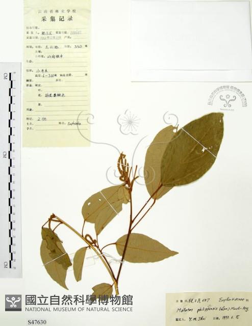 粗糠柴藏品圖，第1張