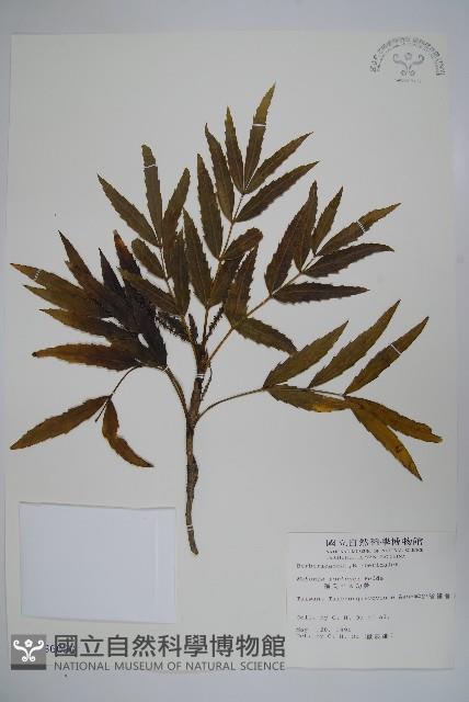 細葉十大功勞藏品圖，第1張