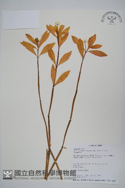 空心蓮子草藏品圖，第1張