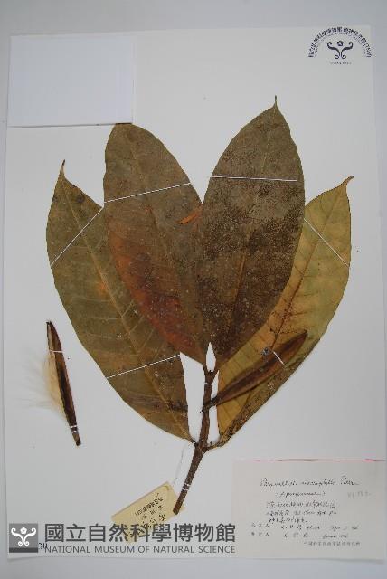 倒纓木藏品圖，第1張