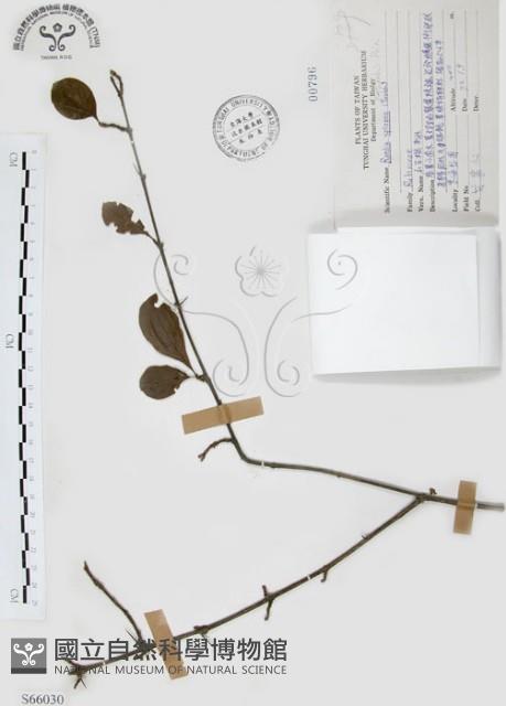 對面花藏品圖，第1張