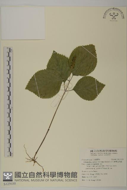 絲穗金粟蘭藏品圖，第1張