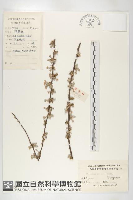 小葉胡頹子藏品圖，第1張