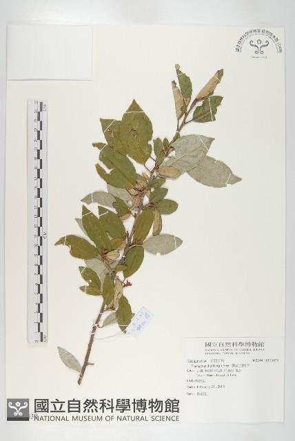 鄧氏胡頹子藏品圖，第1張