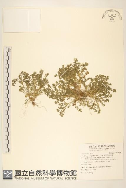 翅果假吐金菊藏品圖，第1張