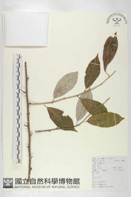 宜昌胡頹子藏品圖，第1張