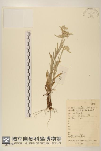 絹茸火絨草藏品圖，第1張