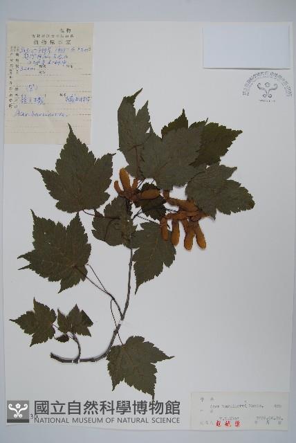 毛脈槭藏品圖，第1張