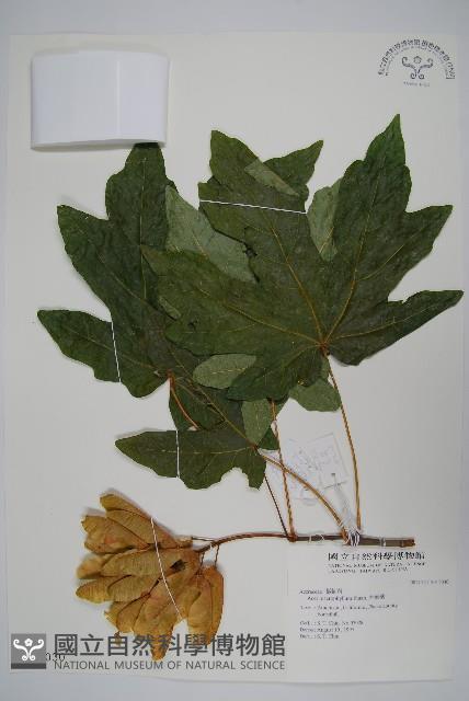 大葉槭藏品圖，第1張