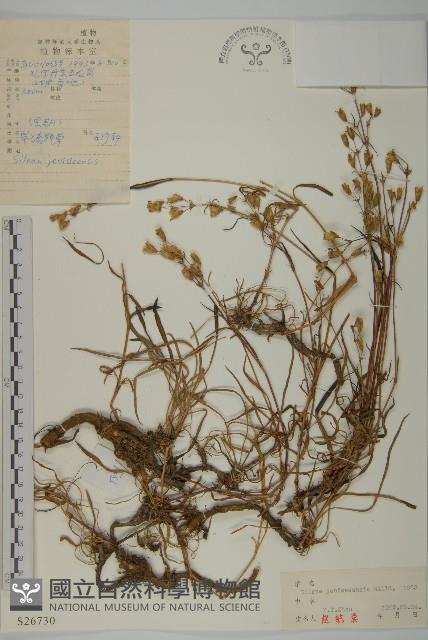 山螞蚱藏品圖，第1張