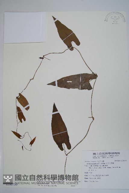 蜂窩馬兜鈴藏品圖，第1張