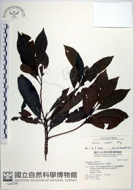 樹杞藏品圖，第1張