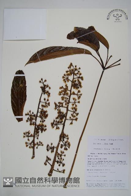 登錄號:S105730藏品圖，第1張