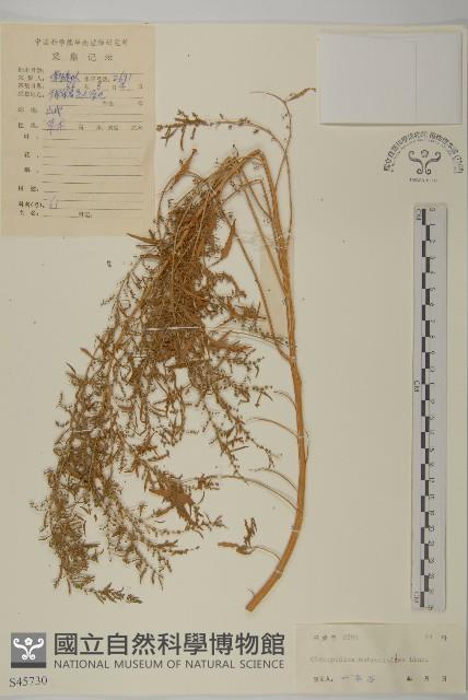 臭杏、土荊芥藏品圖，第1張