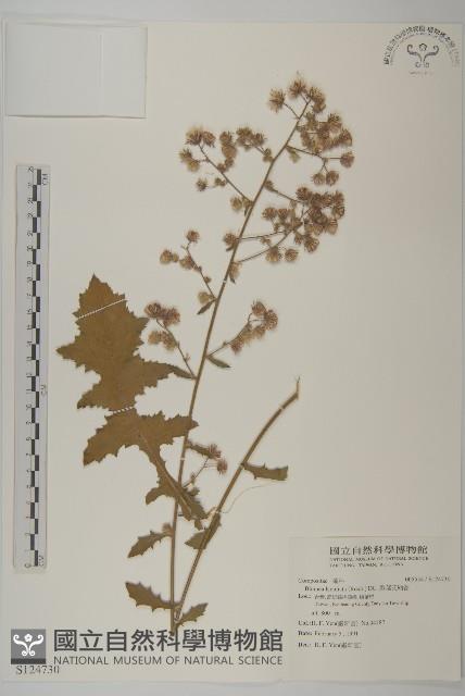 裂葉艾納香藏品圖，第1張