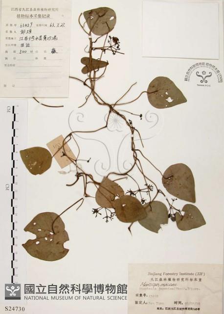 千金藤、金線吊烏龜藏品圖，第1張