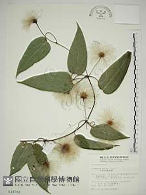 亨利氏鐵線蓮藏品圖，第1張