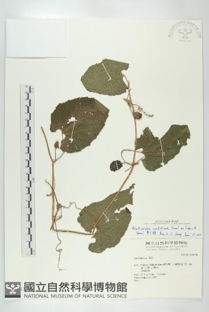 青牛膽藏品圖，第1張