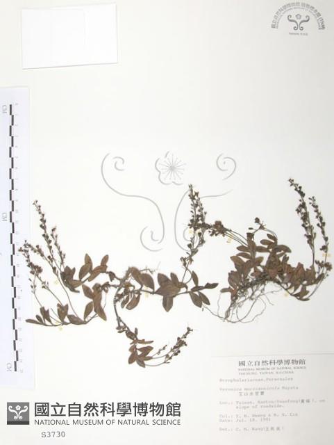 玉山水苦賈藏品圖，第1張