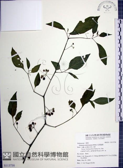 光果龍葵藏品圖，第1張