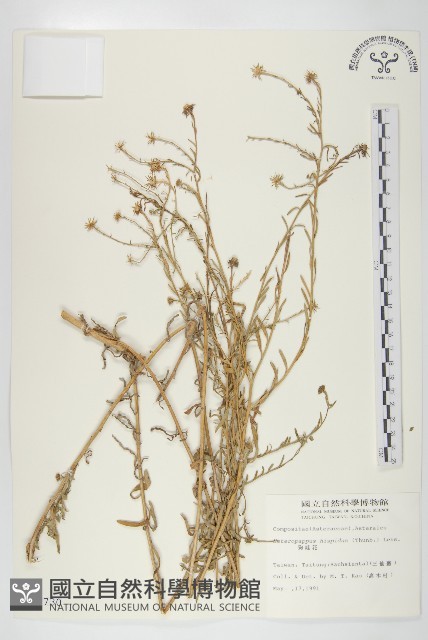 狗娃花藏品圖，第1張