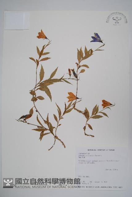 玉山沙參藏品圖，第1張