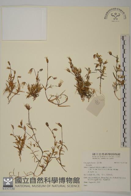 登錄號:S137730藏品圖，第1張