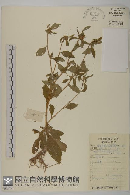 杓兒菜藏品圖，第1張