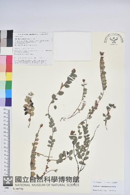 銅錢葉白珠藏品圖，第1張