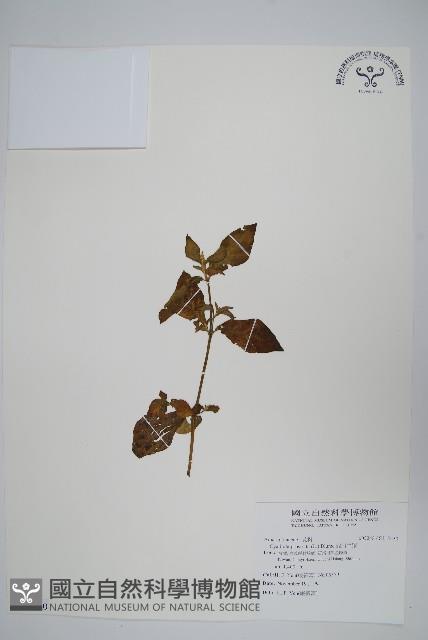 假川牛膝藏品圖，第1張