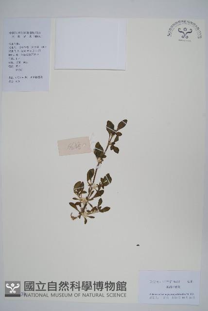 匙葉蓮子草藏品圖，第1張