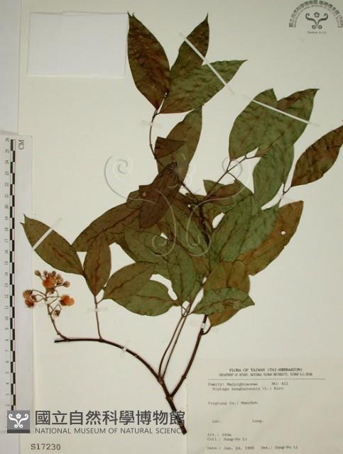 猿尾藤藏品圖，第1張