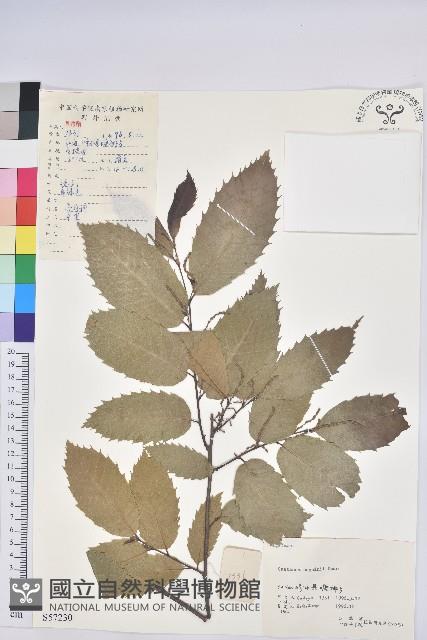 茅栗藏品圖，第1張