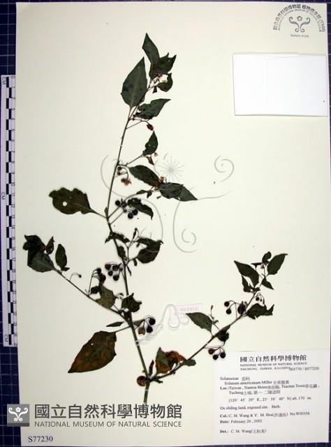 Accession Number:S077230 Collection Image