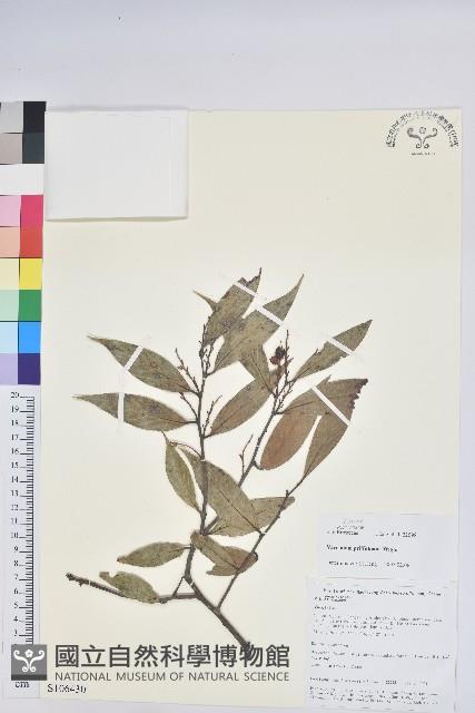 登錄號:S106430藏品圖，第1張