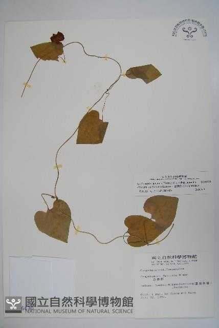 金錢豹藏品圖，第1張