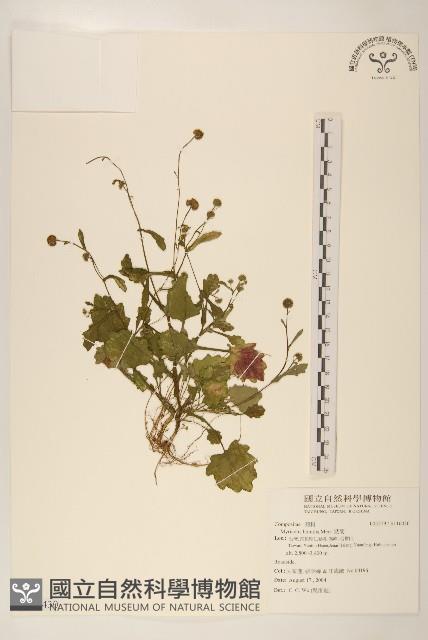 矮菊藏品圖，第1張