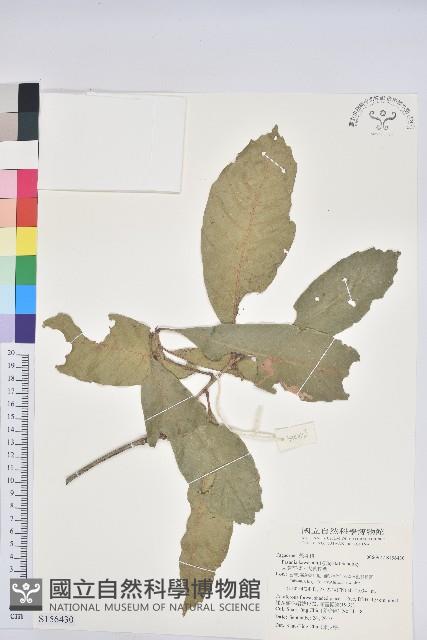 大葉石櫟、大葉校栗藏品圖，第1張