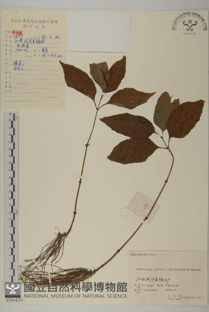 及己藏品圖，第1張