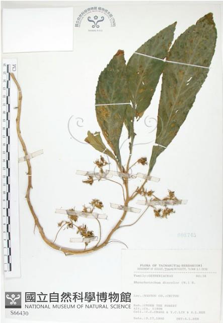 同蕊草、異色線柱苣苔藏品圖，第1張