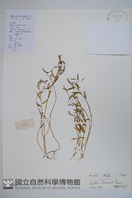 半邊蓮、鐮磨仔草藏品圖，第1張
