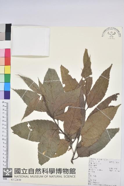 錐栗藏品圖，第1張