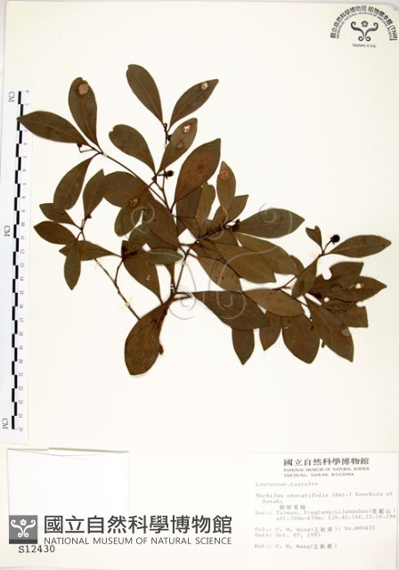恆春楨楠藏品圖，第1張